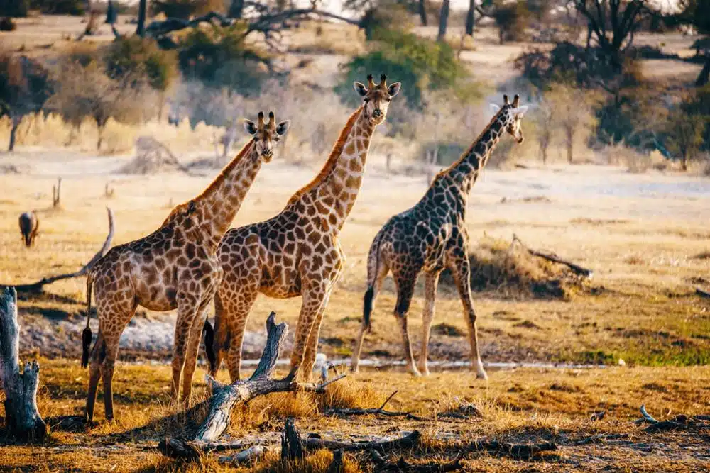 Pourquoi choisir de voyage au Botswana