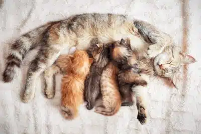 Séparation maternelle : combien de temps un chaton peut-il tenir ?