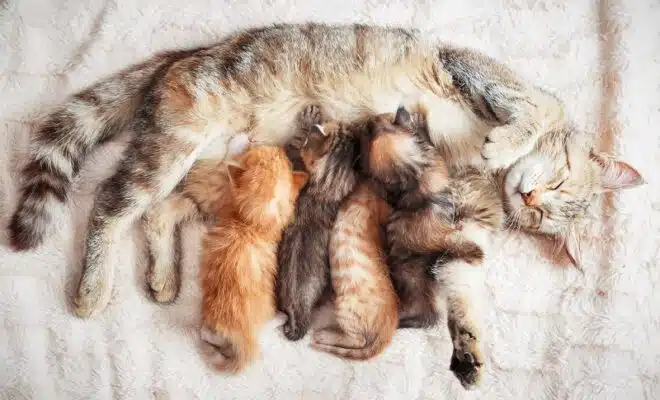 Séparation maternelle : combien de temps un chaton peut-il tenir ?