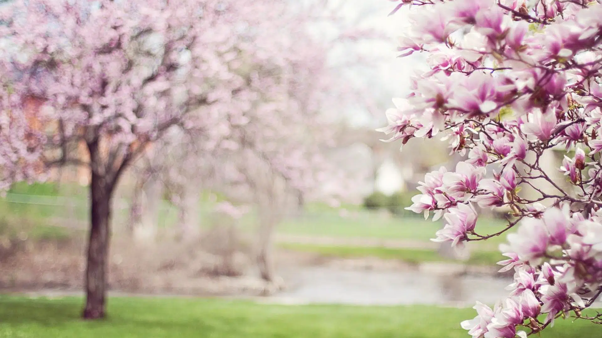A quelle saison et occasion faut-il offrir un bouquet de fleurs ?