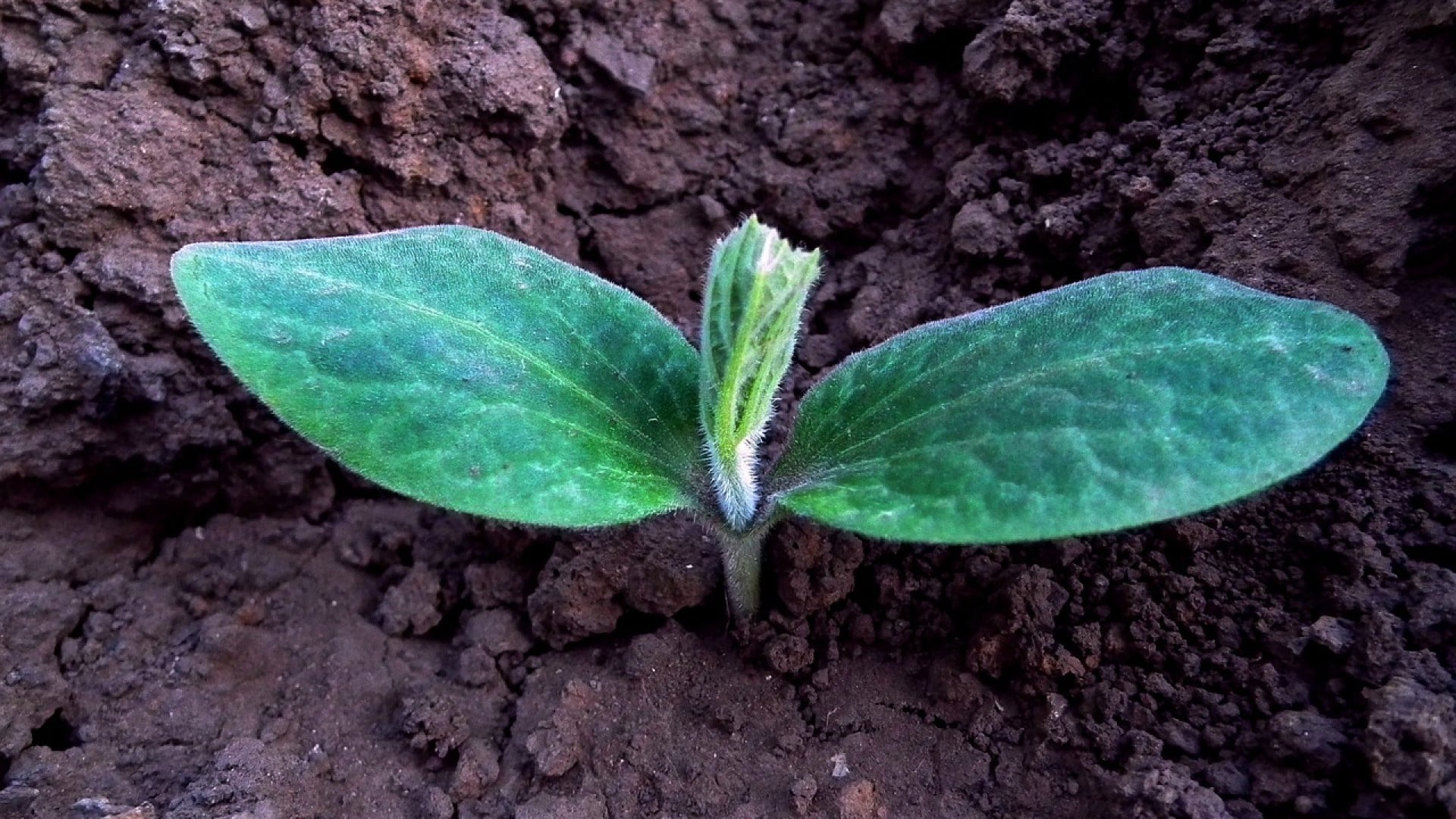Comment choisir ses plants de pomme de terre ?