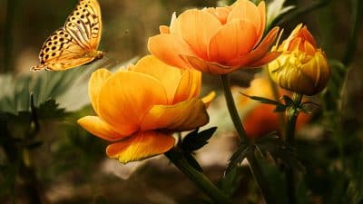 Quelles sont l'origine et la provenance des fleurs exotiques que l'on trouve en France ?